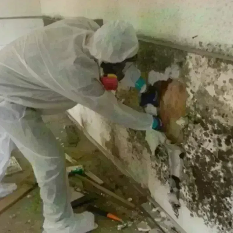 Mold Remediation and Removal in Edinburg, NY